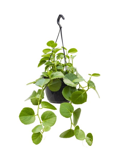 Cissus