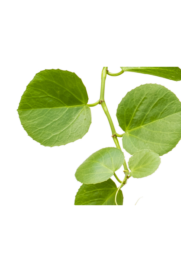 Cissus Rotundifolia
