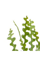 Epiphyllum Anguliger