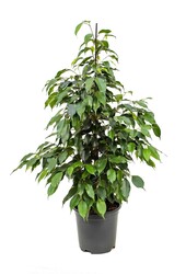 Ficus Danielle
