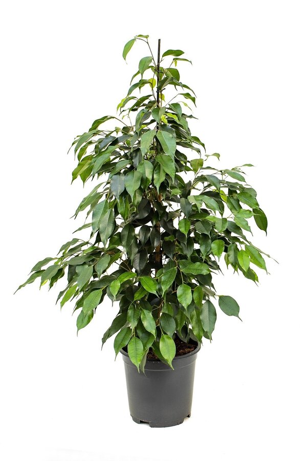 Ficus Danielle
