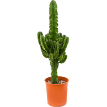Euphorbia