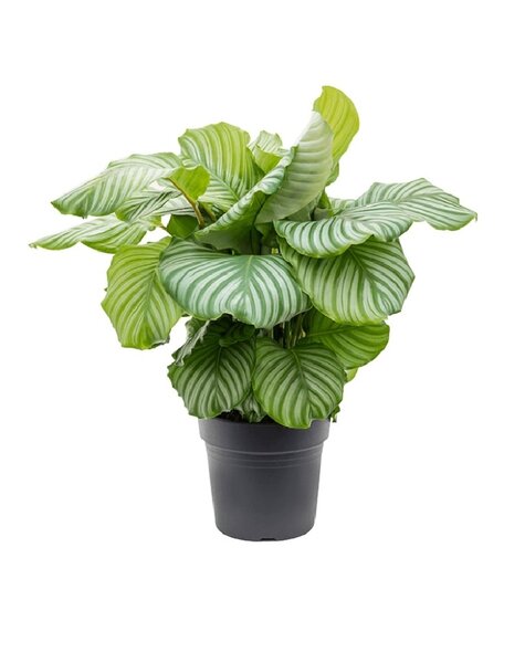 Calathea