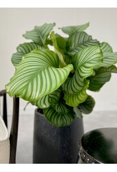 Calathea Orbifolia