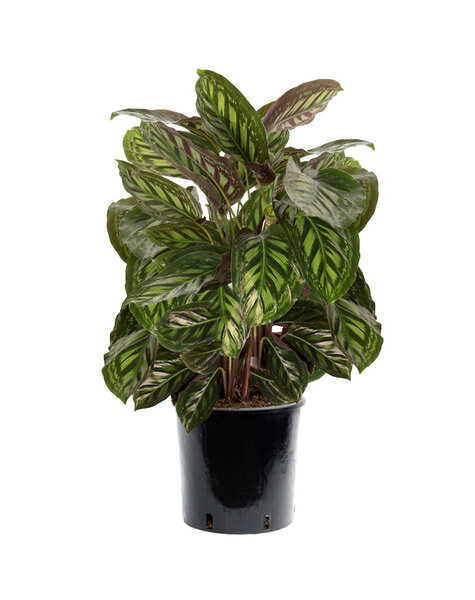 Calathea