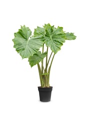 Alocasia Portadora M