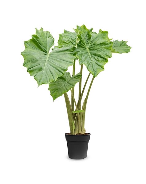 Alocasia