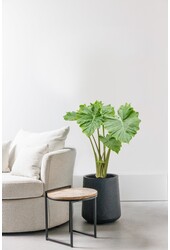 Alocasia Portadora M