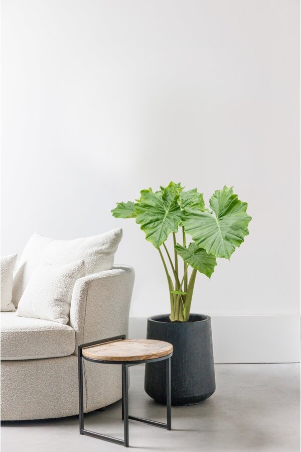 Alocasia Portadora M