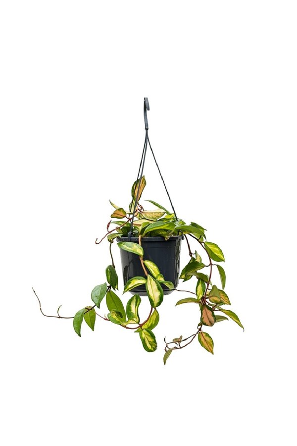 Hoya carnosa tricolor