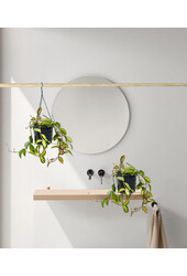 Hoya carnosa tricolor