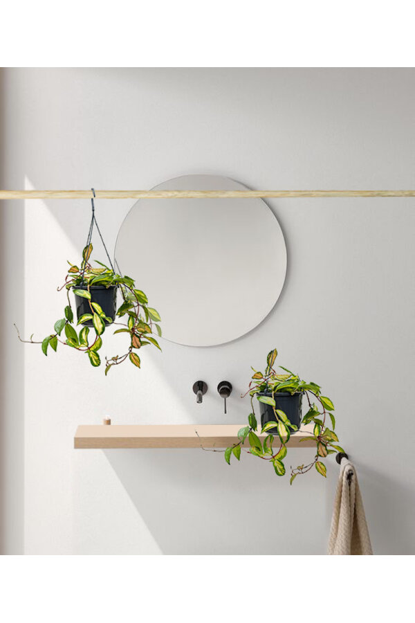 Hoya carnosa tricolor