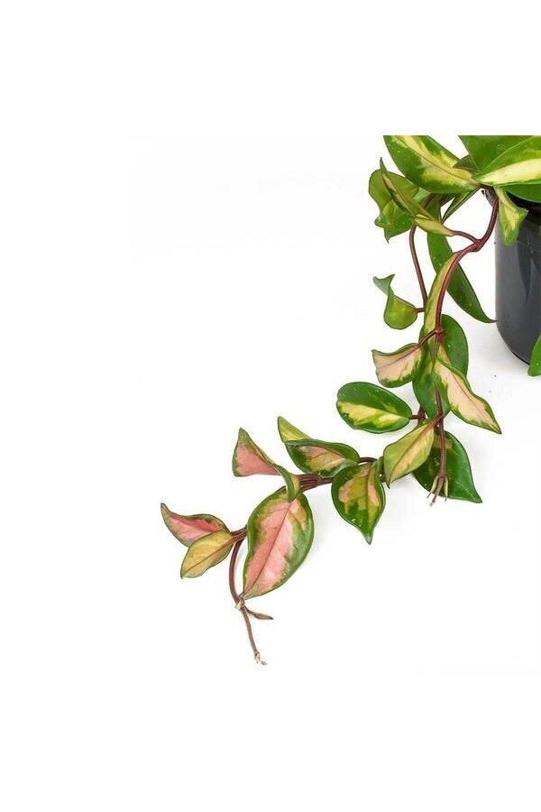 Hoya carnosa tricolor