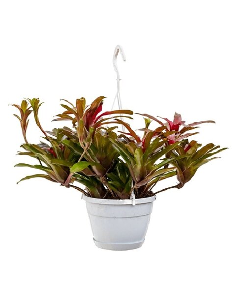Neoregelia