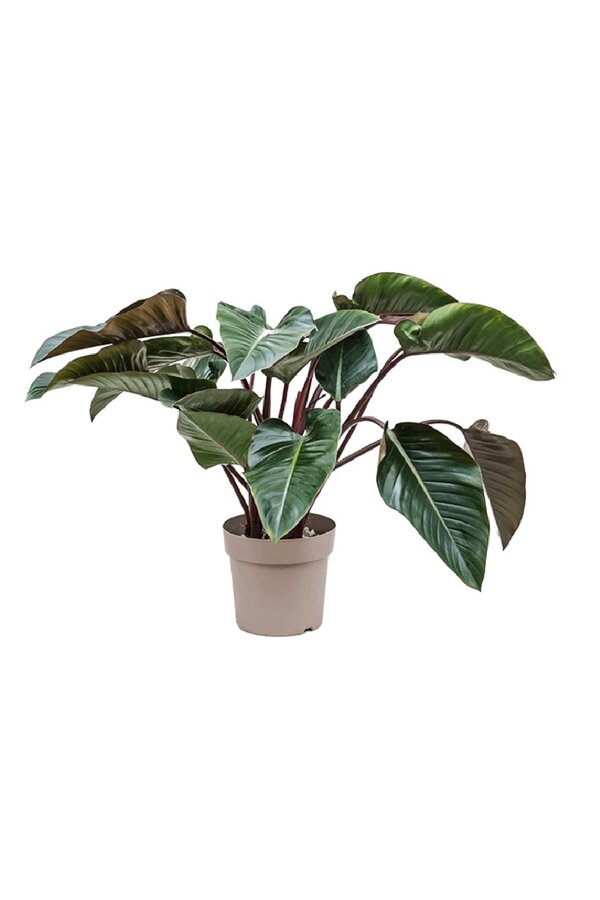 Filodendron Red Beauty L