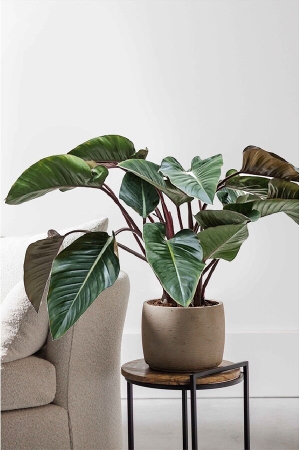 Filodendron Red Beauty L