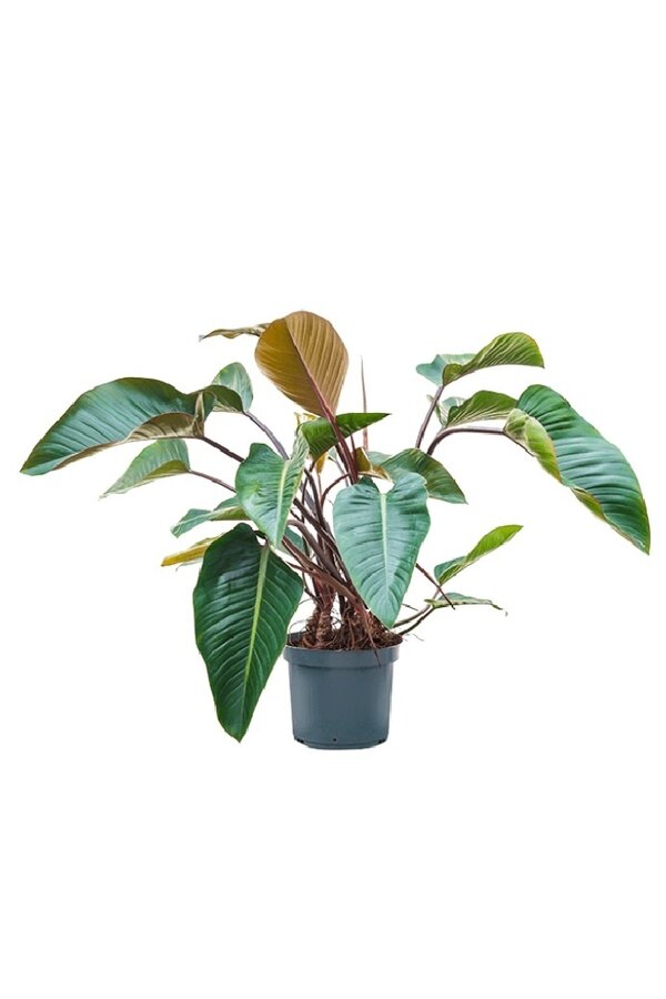 Filodendron Red Beauty XL