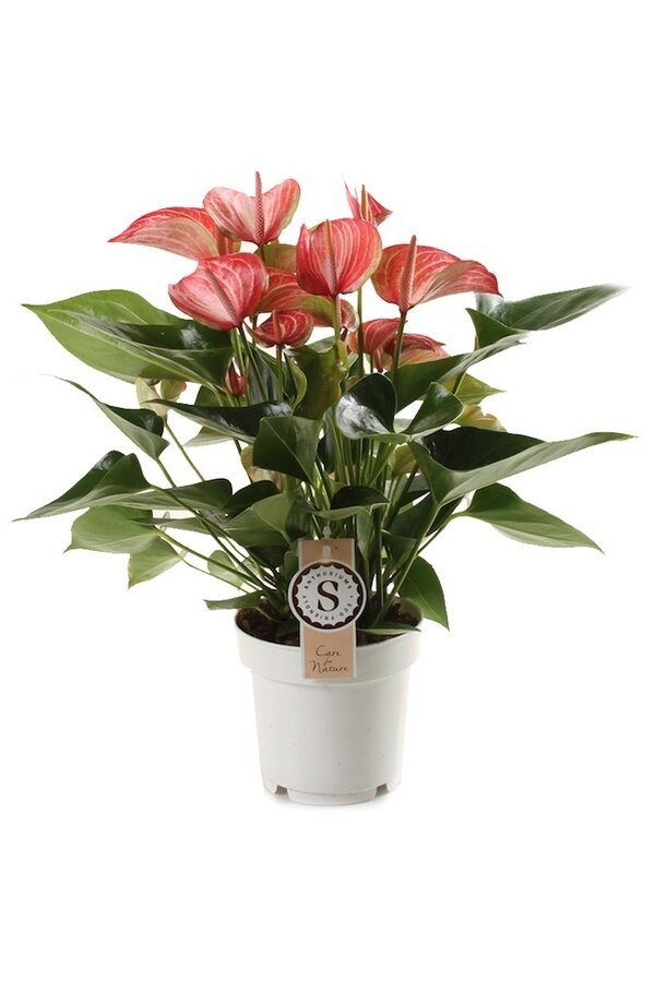 Anthurium Livium M