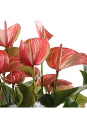 Anthurium Livium M
