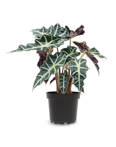Alocasia