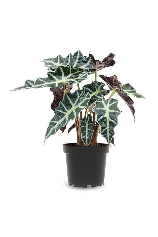 Alocasia Polly