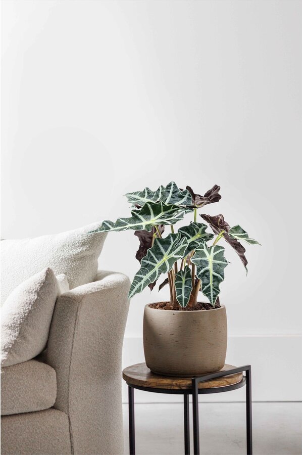 Alocasia Polly