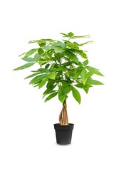 Pachira Aquatica Pleciony pień