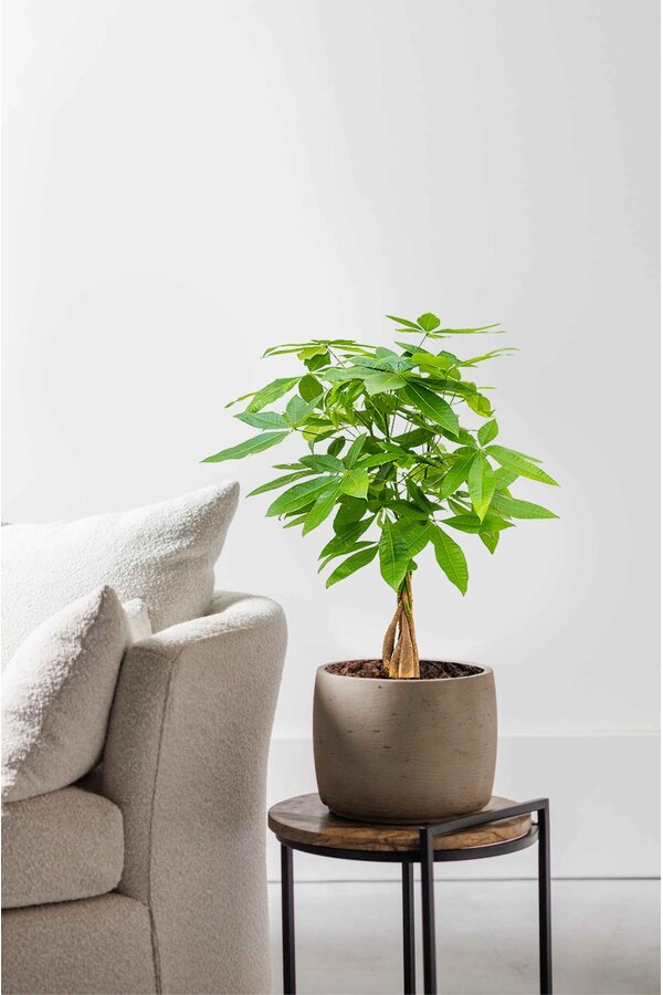 Pachira Aquatica Pleciony pień