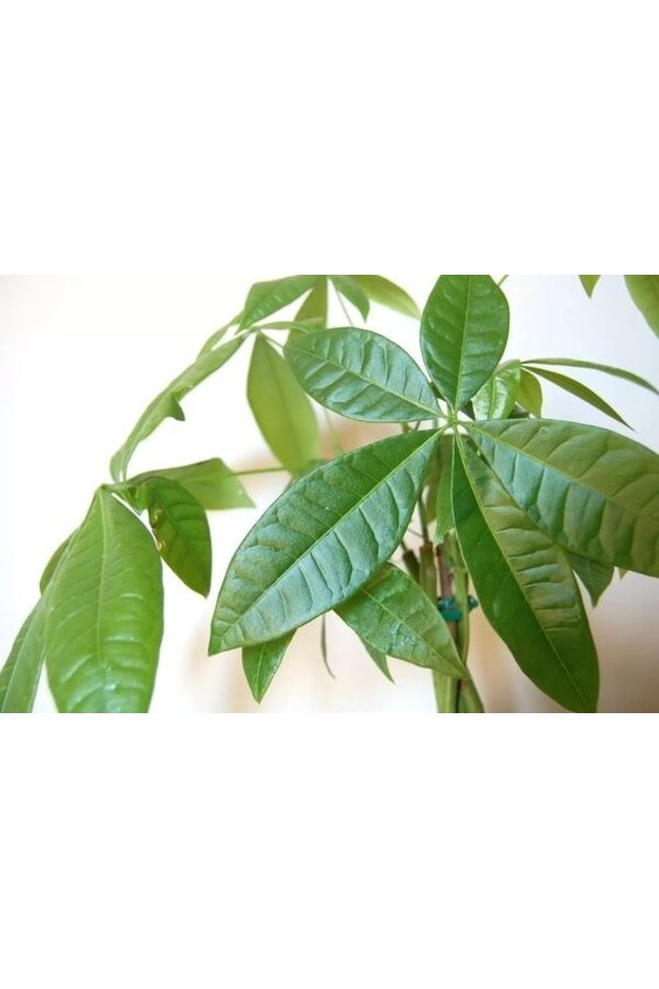 Pachira Aquatica Pleciony pień