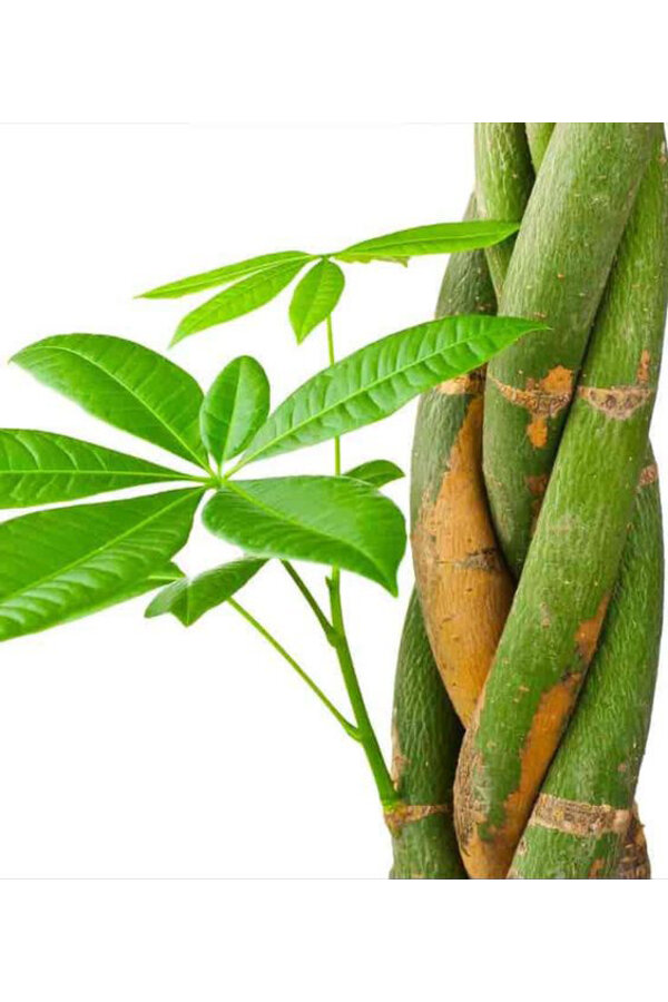 Pachira Aquatica Pleciony pień