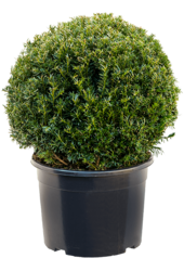 Cis zwyczajny Taxus Baccata L