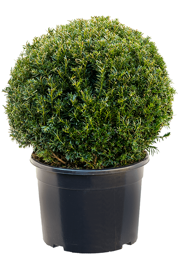 Cis zwyczajny Taxus Baccata L