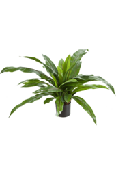 Sztuczna paproć Asplenium