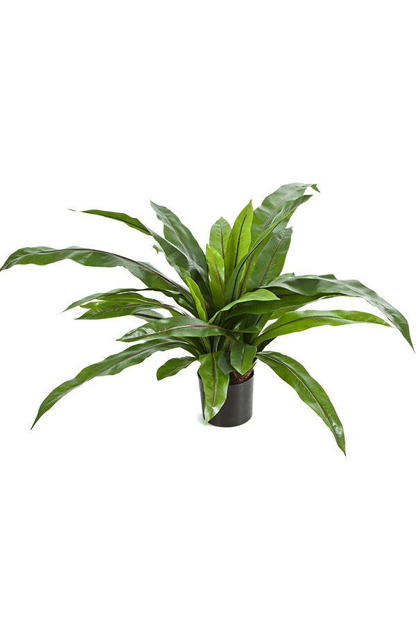 Sztuczna paproć Asplenium