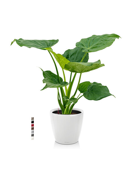 Lechuza Lechuza | Alocasia