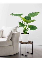 Alocasia Cucullata w Samonawadniającym Classico