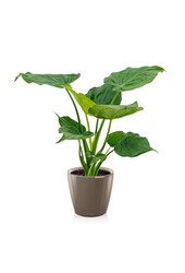 Alocasia Cucullata w samonawadniającym się Classico