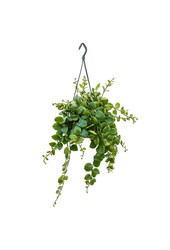 Aeschynanthus Pink Polka