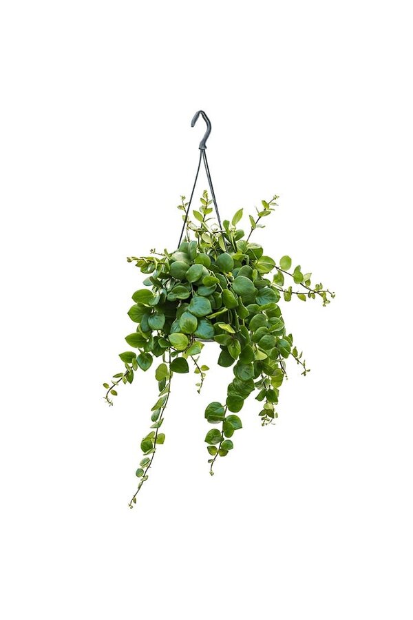 Aeschynanthus Pink Polka