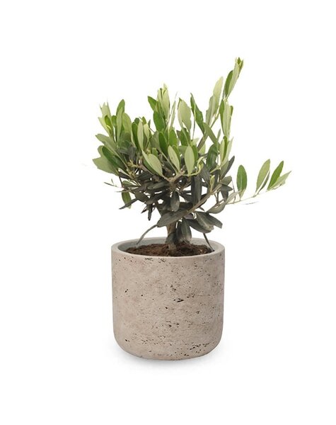 Charlie Grey | Drzewko oliwne