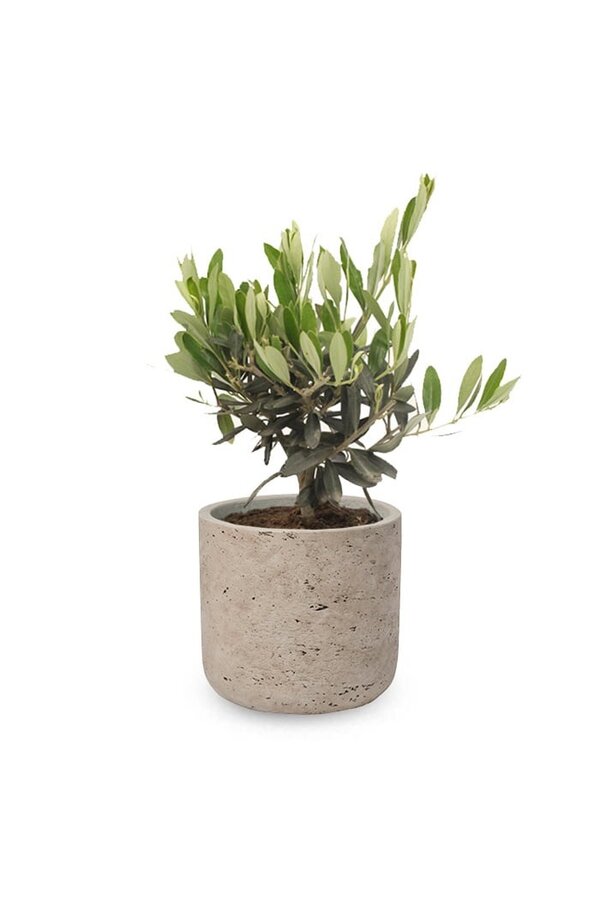Mini drzewko oliwne w doniczce Charlie w kolorze szarym przecieranym