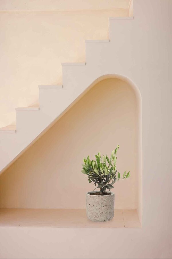 Mini drzewko oliwne w doniczce Charlie w kolorze szarym przecieranym