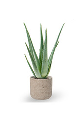 Aloe Vera w szarym wykończeniu Charlie