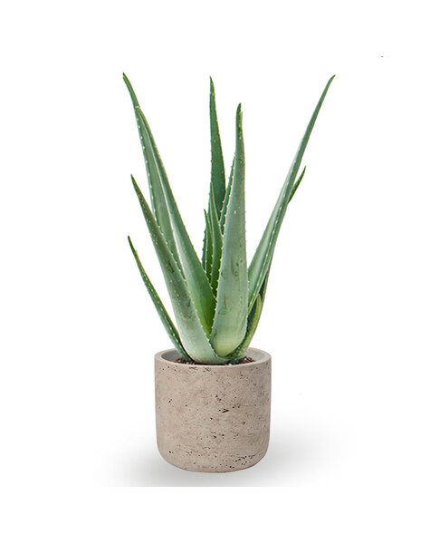 Charlie Grey | Aloes