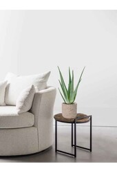 Aloe Vera w kolorze Charlie grey washed