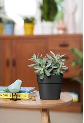 B. Dla Original Czarny