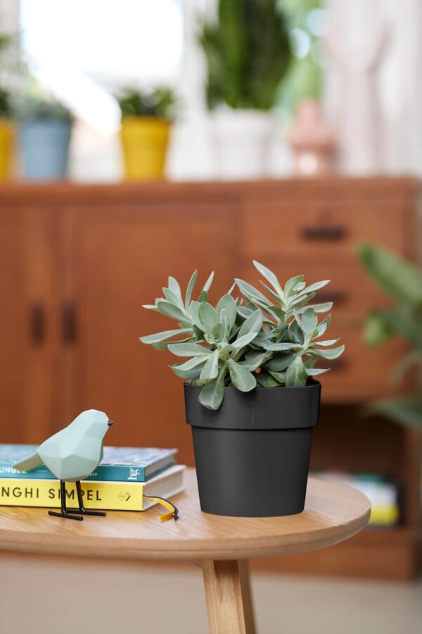 B. Dla Original Czarny