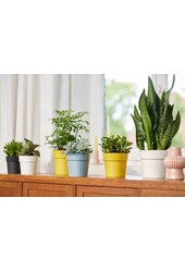 B. Dla oryginalnego fioletowego