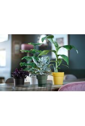 B. Dla Original Groen