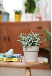 B. For Original Szary